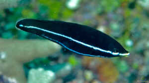Labrichthys unilineatus im Aquarium halten