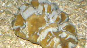 Manicina areolata im Aquarium halten