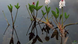 Menyanthes trifoliata am Gartenteich