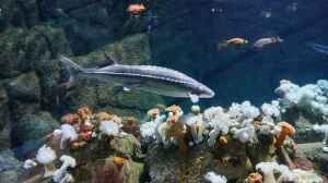 Metridium farcimen im Aquarium halten