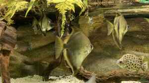 Monodactylus sebae im Aquarium halten