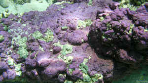 Montipora efflorescens im Aquarium halten