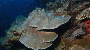 Montipora foliosa im Aquarium halten