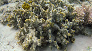 Montipora hispida im Aquarium halten