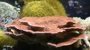 Montipora hodgsoni im Aquarium halten