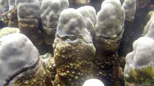 Montipora porites im Aquarium halten