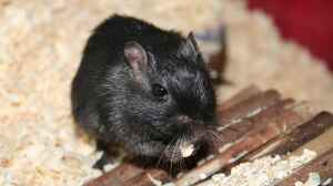 Mäuse im Terrarium halten: Tipps und Tricks