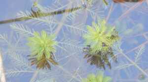 Myriophyllum brasiliense am Gartenteich