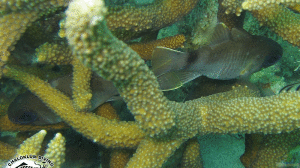 Nectamia luxuria im Aquarium halten