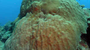 Orbicella faveolata im Aquarium halten