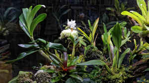 Orchideen im Terrarium pflegen