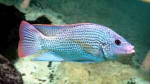 Oreochromis tanganicae im Aquarium halten