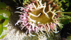 Oulactis magna im Aquarium halten