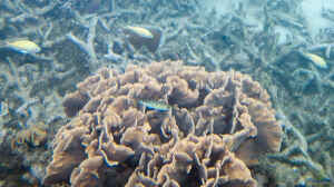 Pavona frondifera im Aquarium halten