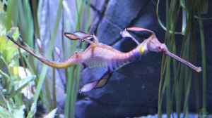 Phyllopteryx taeniolatus im Aquarium halten