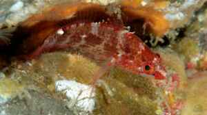 Plectranthias longimanus im Aquarium halten