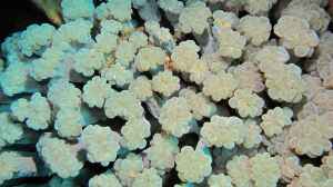 Plerogyra simplex im Aquarium halten