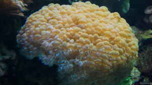 Plerogyra sinuosa im Aquarium halten