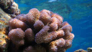 Pocillopora ankeli im Aquarium halten