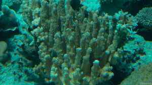 Pocillopora grandis im Aquarium halten