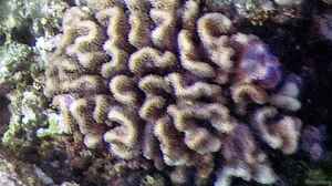 Pocillopora ligulata im Aquarium halten