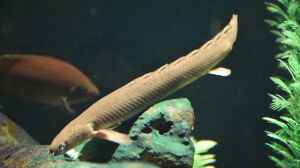 Polypterus bichir im Aquarium halten