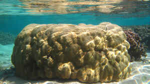 Porites lutea im Aquarium halten