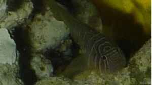Priolepis boreus im Aquarium halten