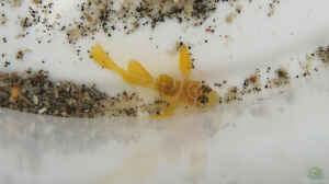Priolepis semidoliata im Aquarium halten