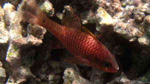 Pristiapogon kallopterus im Aquarium halten