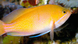 Pseudanthias marcia im Aquarium halten