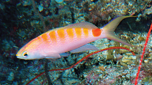 Pseudanthias timanoa im Aquarium halten