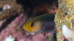 Pseudochromis bitaeniatus im Aquarium halten