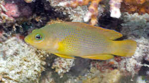 Pseudochromis fuscus im Aquarium halten