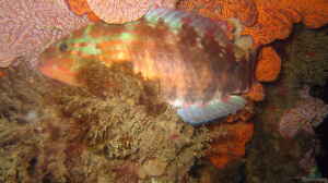 Pseudolabrus guentheri im Aquarium halten