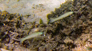 Ptereleotris microlepis im Aquarium halten