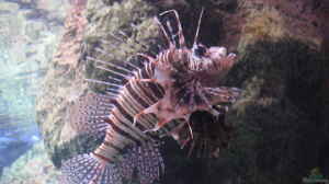 Pterois mombasae im Aquarium halten