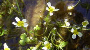 Ranunculus aquatilis am Gartenteich