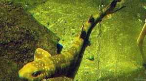 Scyliorhinus torazame im Aquarium halten