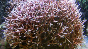 Seriatopora hystrix im Aquarium halten