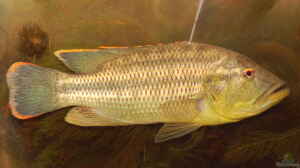Serranochromis robustus im Aquarium halten