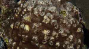 Stephanocoenia intersepta im Aquarium halten