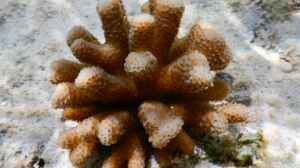 Stylophora madagascarensis im Aquarium halten
