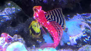 Synchiropus sycorax im Aquarium halten
