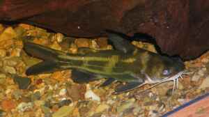 Tachysurus fulvidraco im Aquarium halten