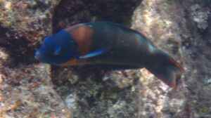 Thalassoma duperrey im Aquarium halten