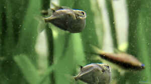 Thoracocharax stellatus im Aquarium halten