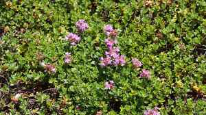 Thymus praecox am Gartenteich