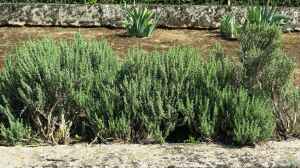 Thymus vulgaris am Gartenteich