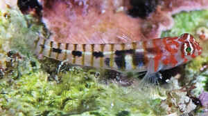Tigrigobius redimiculus im Aquarium halten